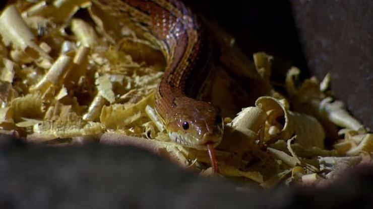 Hayvanat bahçesinin yedieminli yılanı