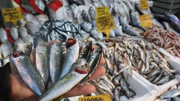 Balık tezgahı fiyatlarında son durum