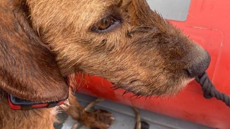 Baraja düşerek mahsur kalan köpeği AFAD kurtardı
