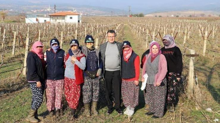 Alaşehir Belediye Başkanı Öküzcüoğlu üzüm bağlarını gezip, işçilere bere hediye etti