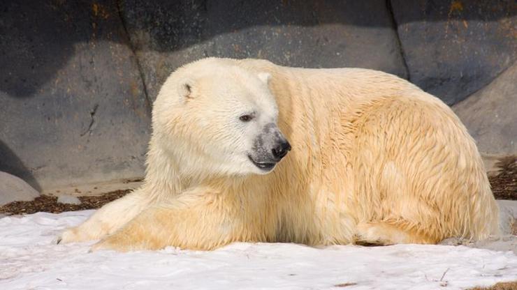 Alaskada kutup ayısı saldırısı: 1i çocuk 2 ölü