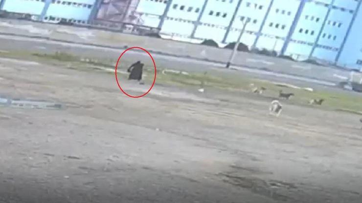 10 sokak köpeği yaşlı kadına saldırdı O anlar kamerada