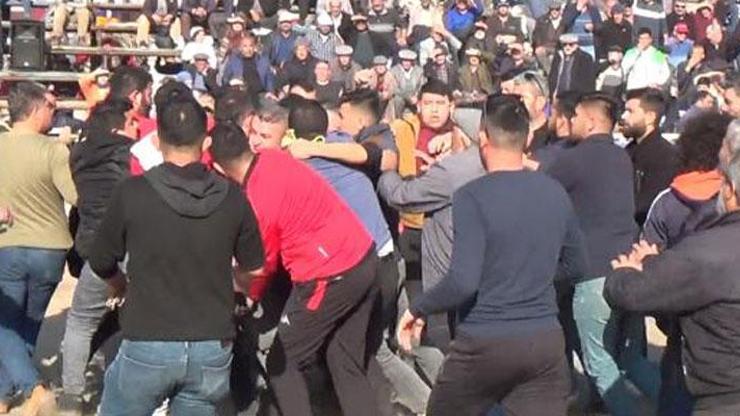 Develer güreşirken sahipleri kavga etti Develer güreşirken sahipleri kavga etti