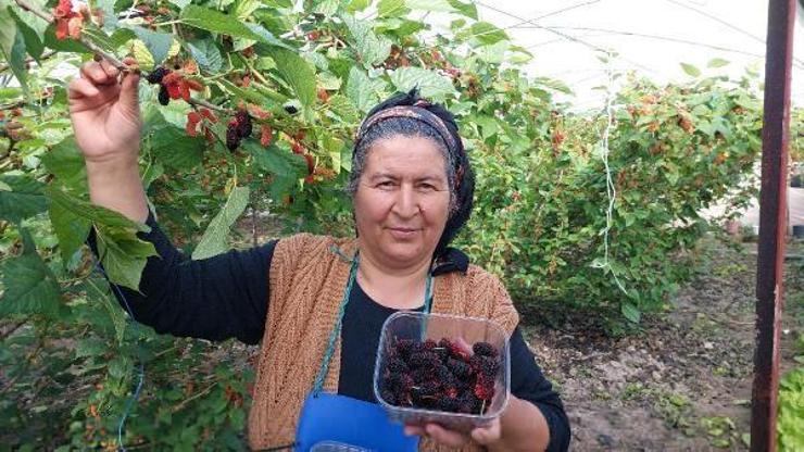 Erkenci karadut Katar’a gidiyor