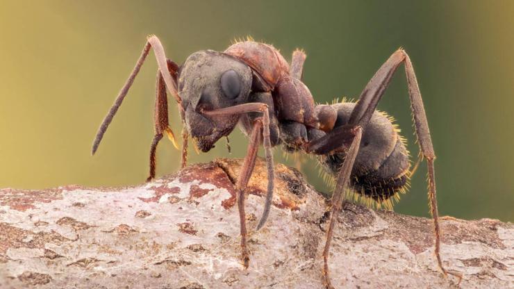 Kanser teşhisinde karıncaların rolü: Sonuçlar umut verici