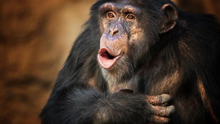 Araştırma: Maymunların kullandığı işaretler bugünkü dilin başlangıç noktası