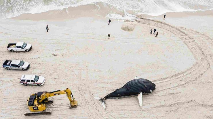 ABDde son 2 ayda 15 balina karaya vurdu