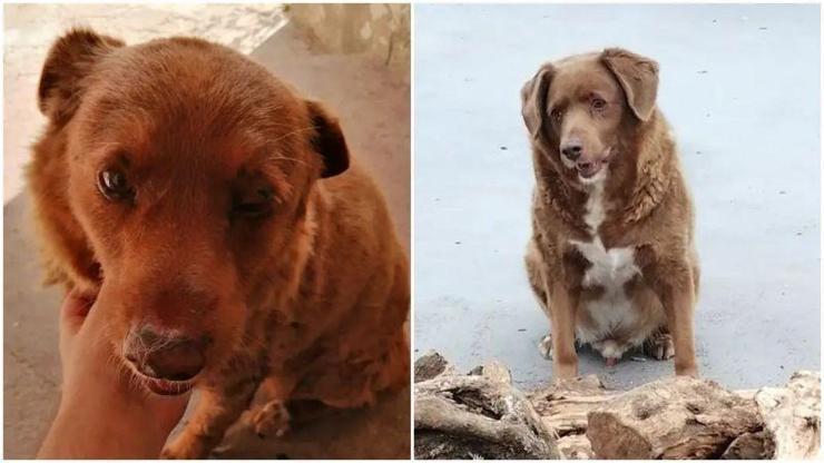 En yaşlı köpek unvanı Bobide: 30 yaşında rekor kırdı