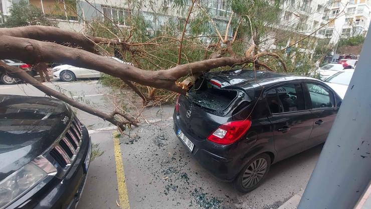 İzmirde kuvvetli rüzgar: Park halindeki araçların üzerine ağaç devrildi