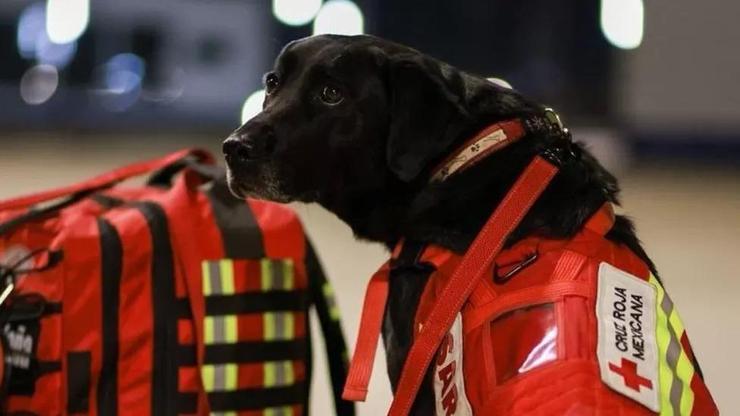 Meksika, arama kurtarma köpeklerini Türkiyeye gönderiyor