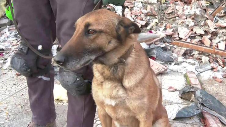 Sıla 12 kişinin yerini tespit etti… Arama kurtarma köpekleri nasıl seçiliyor