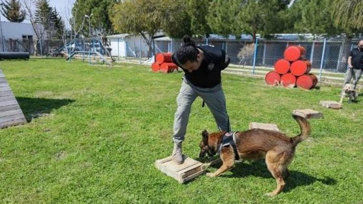 Hassas burunlu köpekler hangileri Mayın, bomba köpekleri de bulunuyor