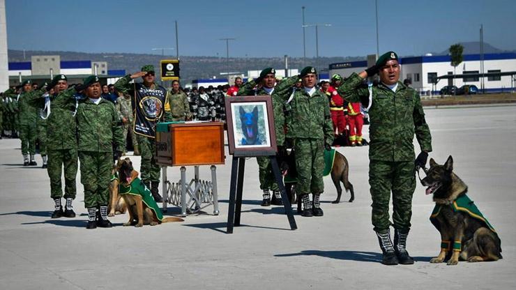 Ölen kurtarma köpeği tabutla Meksikaya götürüldü