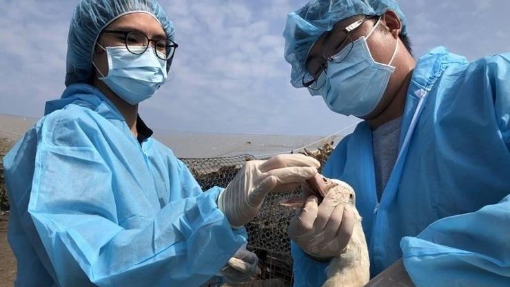 Tayvanda kuş gribi alarmı: 36 bin tavuk itlaf edildi