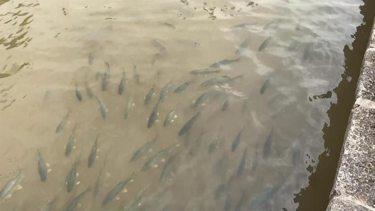 Balıklıgölde son durum ne Balıklar artık gün yüzüne çıkmaya başladı