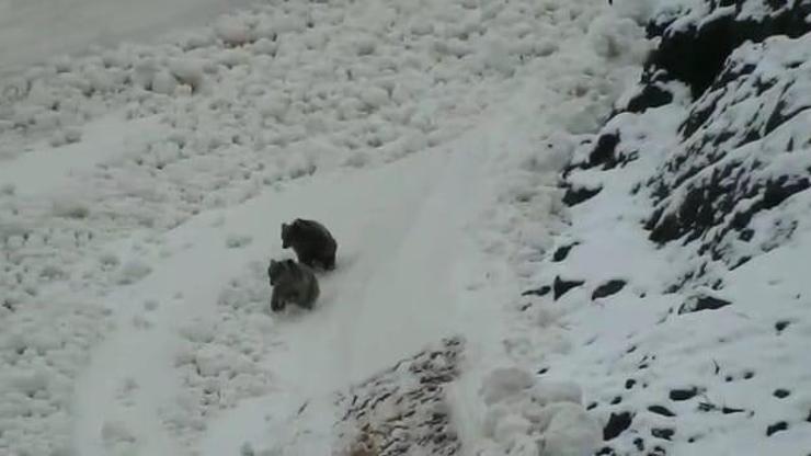 Tunceli’de boz ayıların kar keyfi