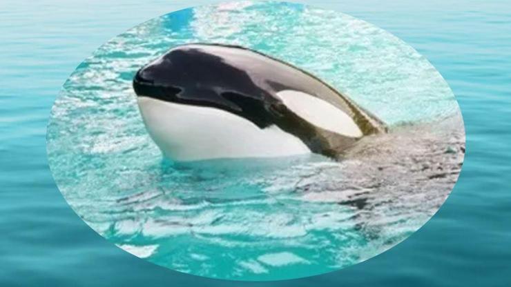Katil balina Lolita, 50 yıl sonra özgürlüğüne kavuşmaya hazırlanıyor