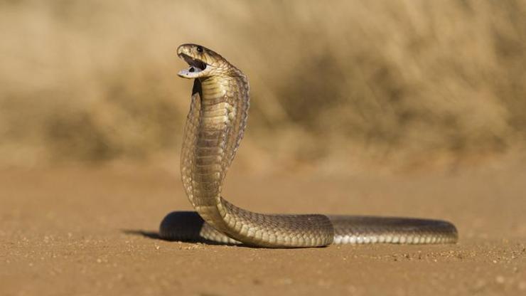 Uçaktaki tehlikeli yolcu: Kobra yılanı pilota acil iniş yaptırdı