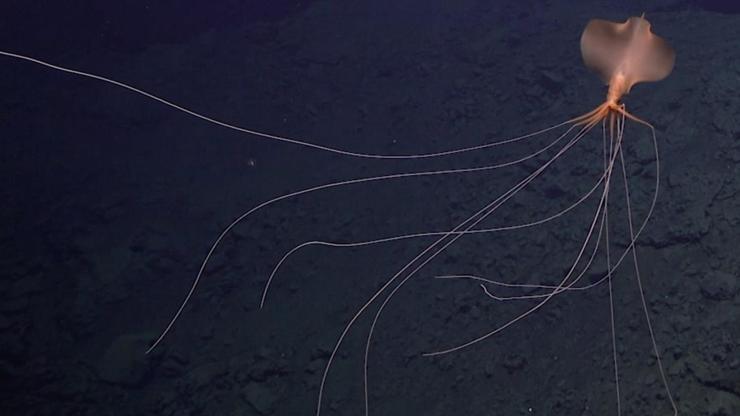 Atlas Okyanusunun derinliklerinde görüntülendi