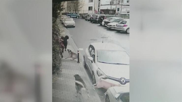 Köpek saldırılarına çözüm istiyorlar