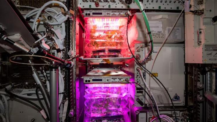 NASA'nın uzay domatesleri Dünya'ya geliyor NASA'nın uzay domatesleri Dünya'ya geliyor