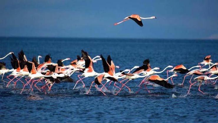 Flamingoların ilk kafilesi Van Gölüne geldi