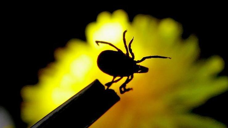 ‘Sessiz pandemi’ Lyme: 350 hastalığı taklit edebiliyor