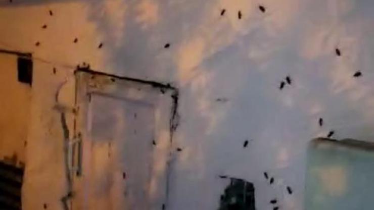 Kocaeli’de sokakta hamam böceği istilası