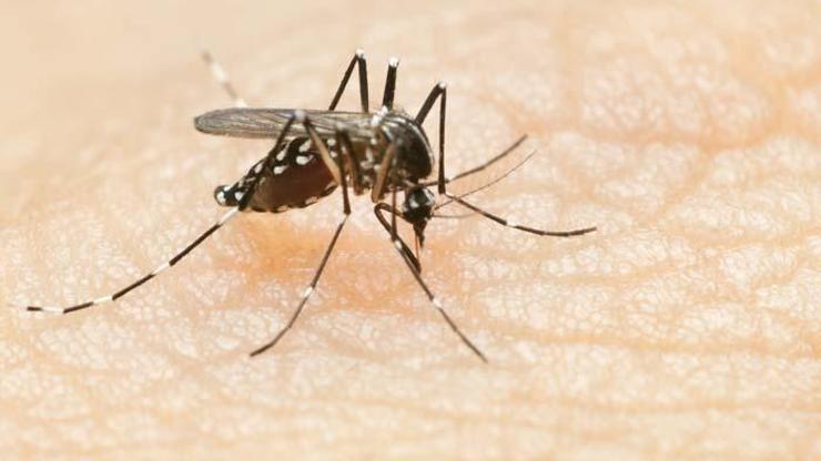 Sıtma hastalığı hala görülüyor mu Sıtma belirtileri
