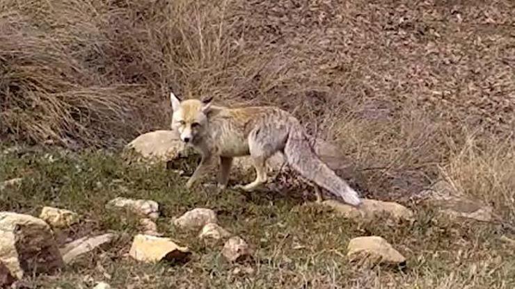 Bozkırın yaban hayatı fotokapanda