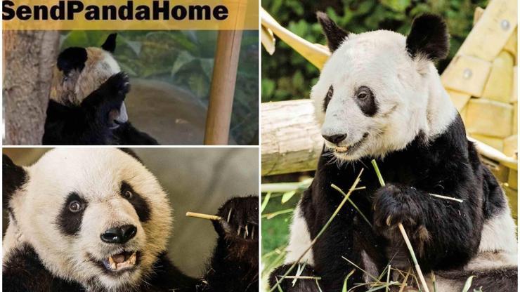Panda Ya Ya: 20 yıl önce dostluk elçisiydi, bugün ABD-Çin gerginliğinin sembolü haline geldi