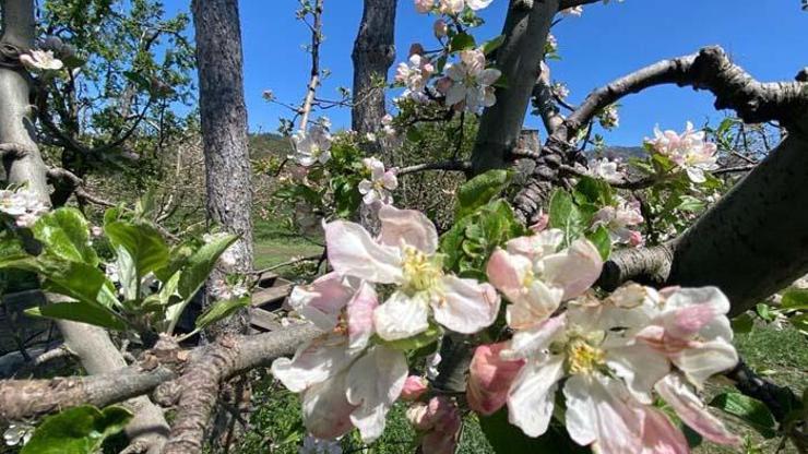 Eğirdir’de elma ağaçları çiçek açtı