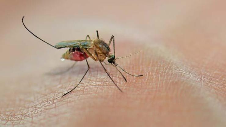 Sıtmanın yaygın görüldüğü ülkelere seyahat edenler dikkat