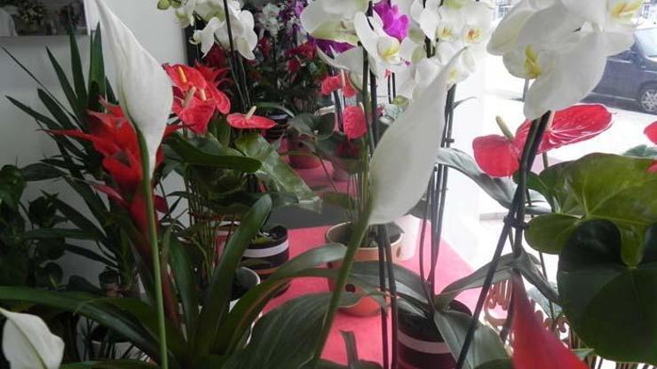 Evde çiçek bakımı: Hava değişiminden çiçeklerin olumsuz etkilenmemesi için önemli tavsiyeler