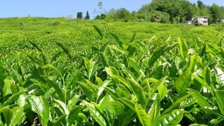 Vatandaş, açıklanan yeni yaş çay taban fiyatına ne diyor