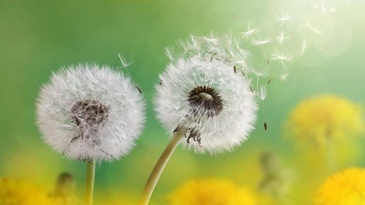 Uzmanından polen uyarısı: “Maruziyetin azaltılması çok çok önemli”