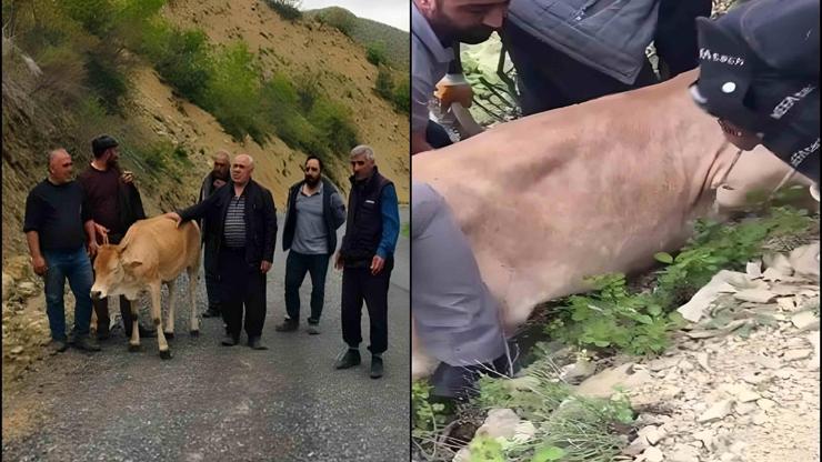 10 metreden yuvarlanan ineği köylüler kurtardı