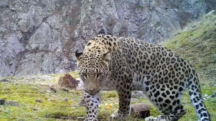 Akdeniz ve Egede Anadolu leoparı heyecanı