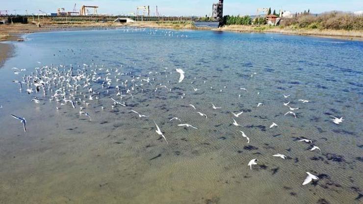 Hersek Lagünü, Dünya Göçmen Kuşlar Günü’nde Avrupalı öğrencileri ağırladı