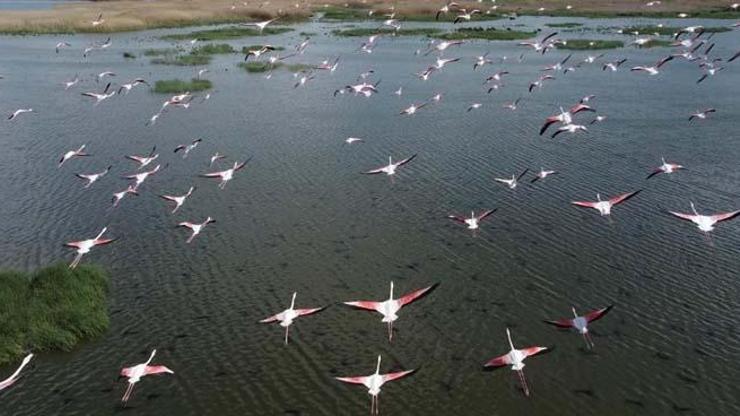Flamingolar göç yolunda dron ile görüntülendi