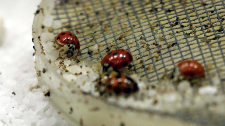Gaziantep’te Uğur Böceği bahçesi açıldı