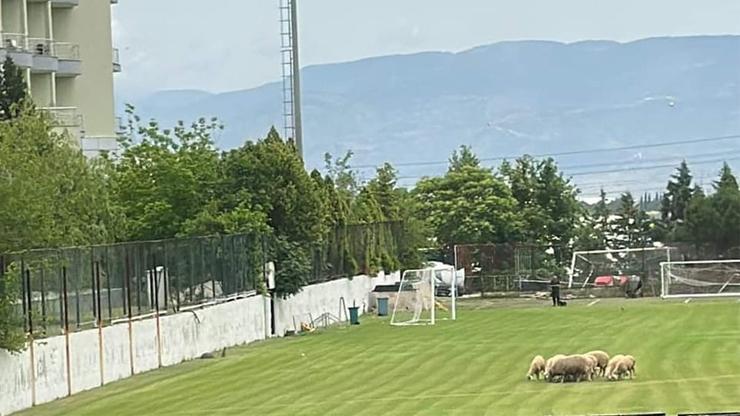 Denizlisporun sahasında koyun otluyor