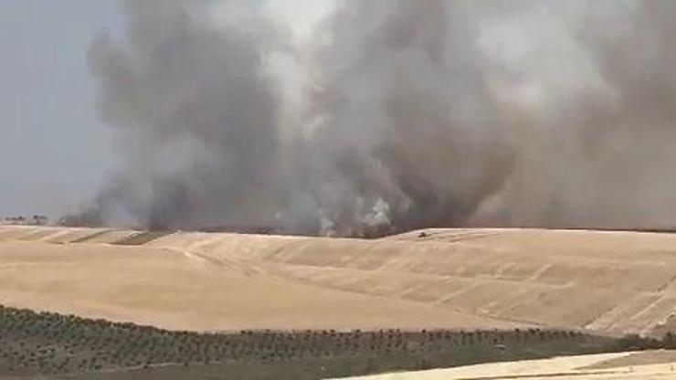 Diyarbakırda 100 dönüm alanda ekili buğday yandı