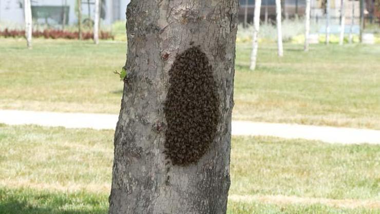 İstanbulda birçok ilçede arı tedirginliği