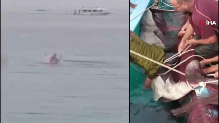 Mısırda dehşet anları Köpek balığı saldırısına uğrayan Rus turist hayatını kaybetti