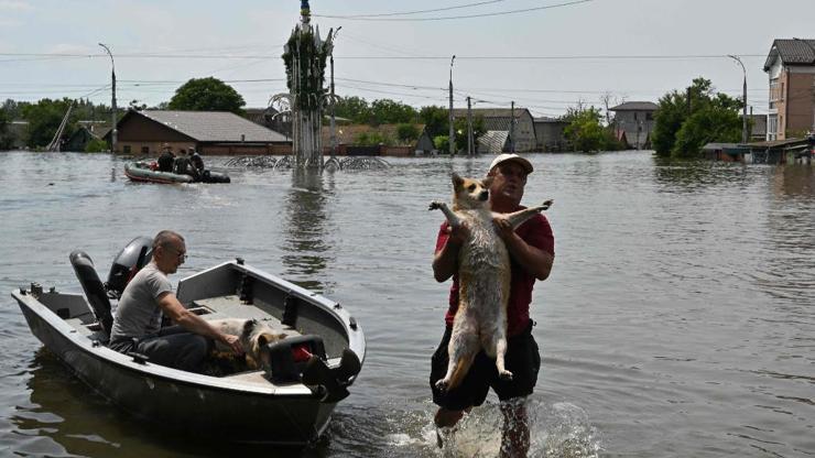 Hersondaki felaket hayvanları da etkiledi: Kurtarmak için zamana karşı yarış