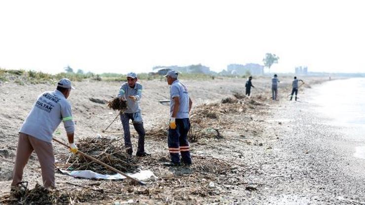 Carettaların yumurtlama sahilinde biriken kargılar ve tarımsal atıklar toplandı