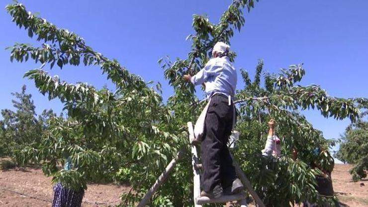 Elazığ’da 7 bin dekar arazide kiraz hasadı Elazığ’da 7 bin dekar arazide kiraz hasadı