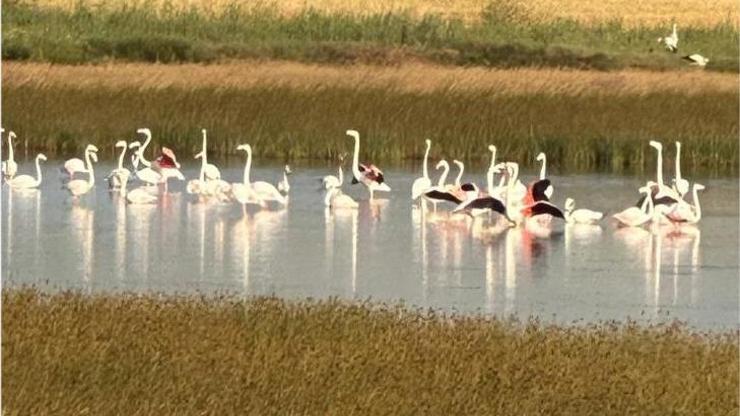 Çorum’da ilk kez flamingo görüldü