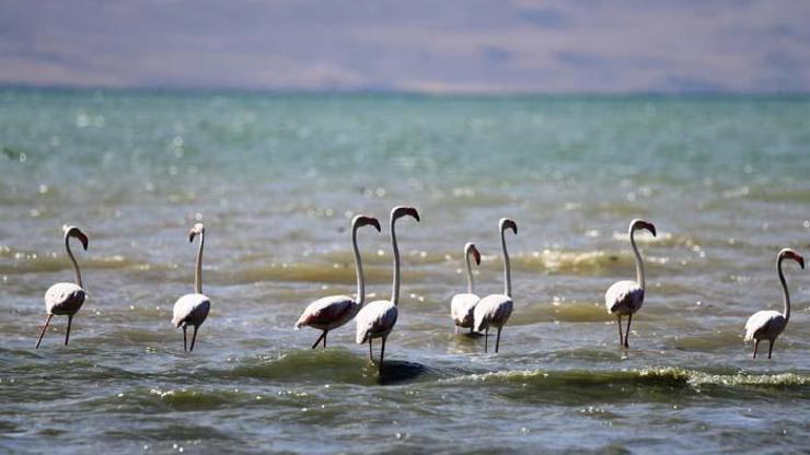 Flamingolar kuraklığa rağmen Erçek Gölü’nde